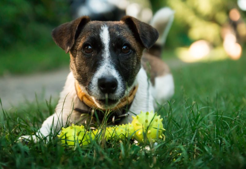 Young white dog, Jack Rusel wants to play outdoors